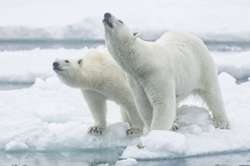 Polar bears, mother and son od Joan Gil Raga