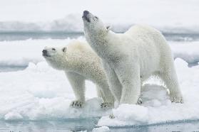 Polar bears, mother and son