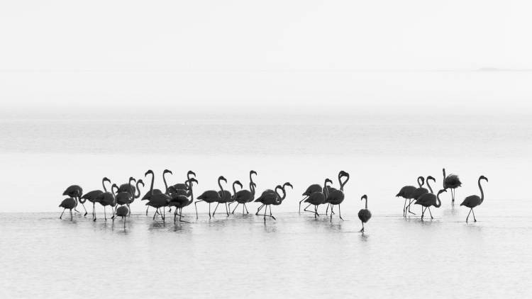 Flamingos od Joan Gil Raga