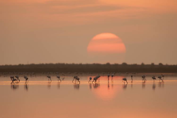 Flamingos at Sunrise od Joan Gil Raga