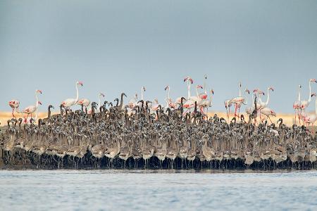 Flamingos nursery