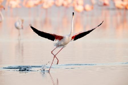 Flamingo dancing