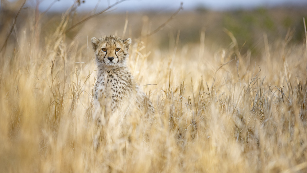 Young cheetah od Joan Gil Raga