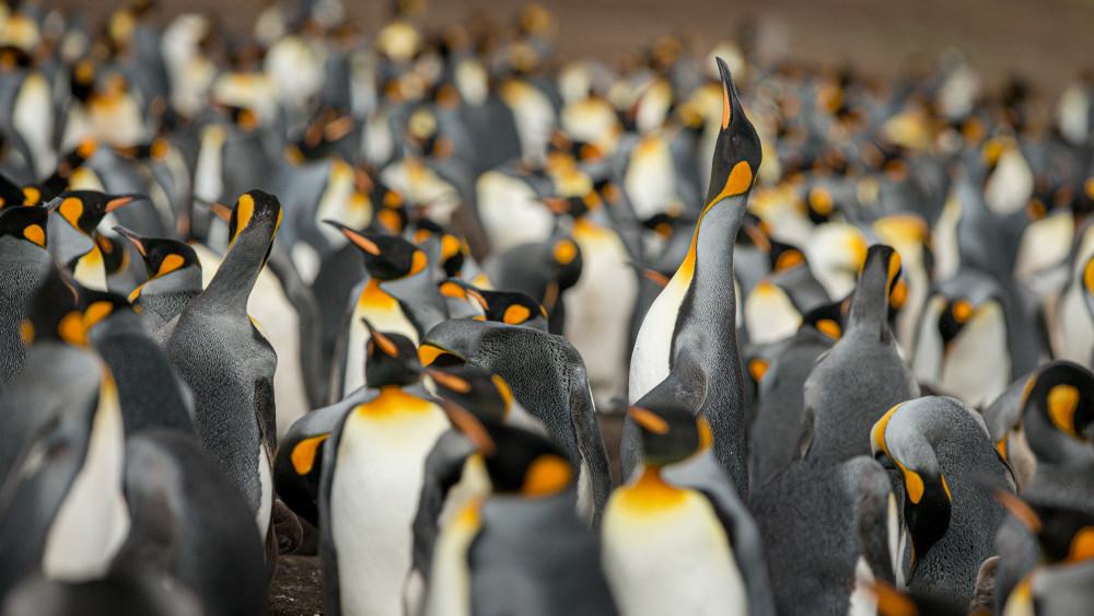 King penguin colony od Joan Gil Raga