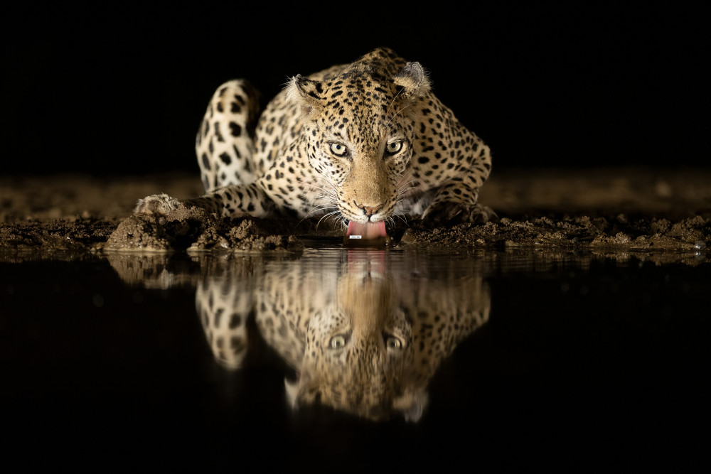 Leopard drinking od Joan Gil Raga
