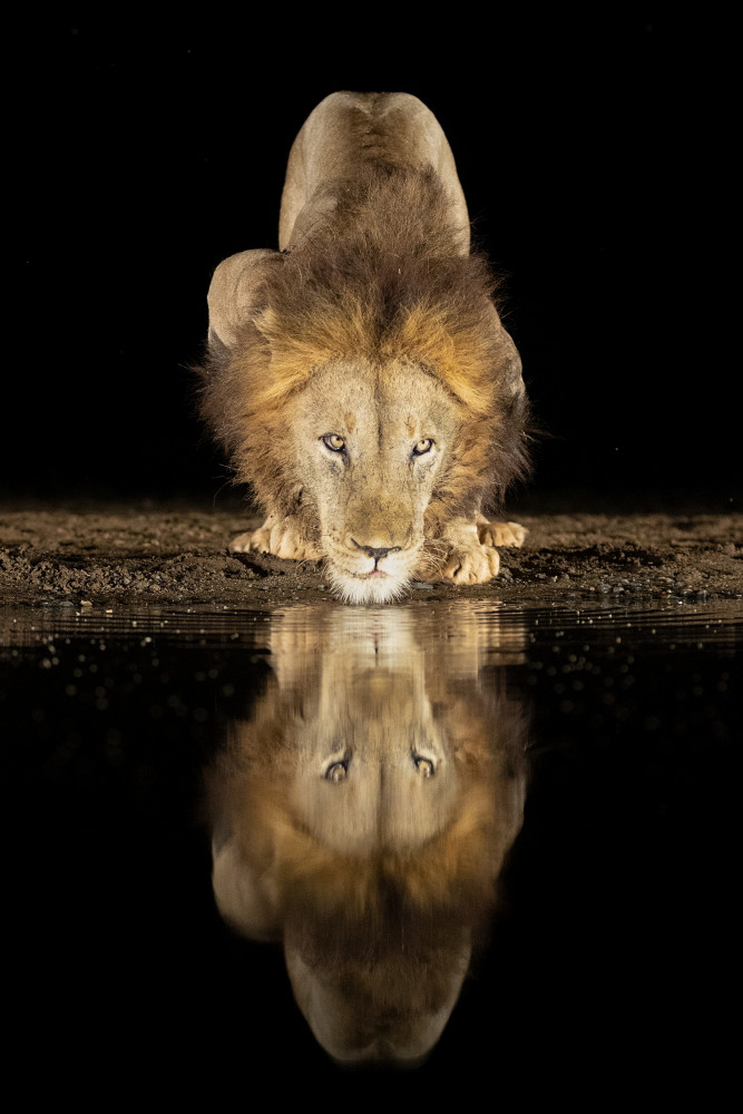 Lion drinking at night od Joan Gil Raga