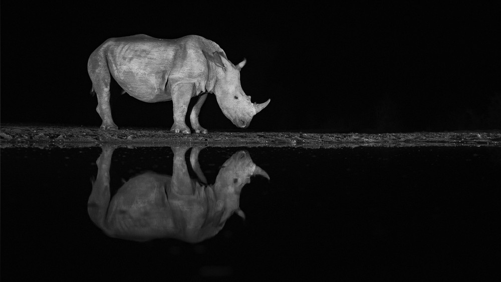 Rhino at night od Joan Gil Raga