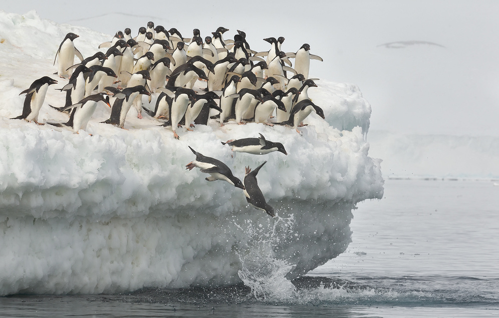 Penguins jumping od Joan Gil Raga