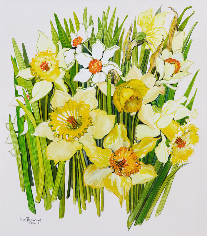 Daffodils and narcissus od Joan  Thewsey