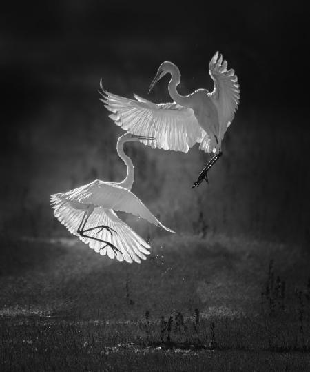 The dance of egrets