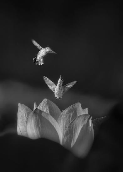 Hummingbirds fight for lotus flower