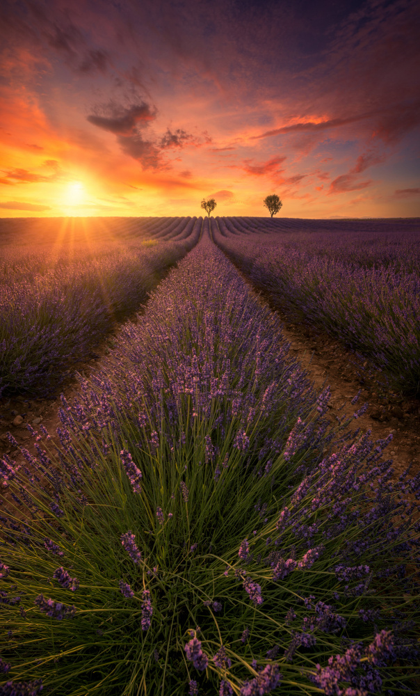 Spectacular sunset in Valensole lavender fields A738700 od joanaduenas