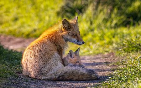 Foxes, Maternal Love
