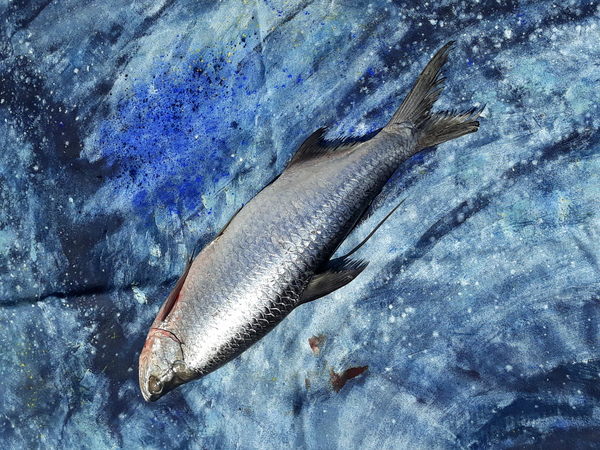 fish on canvas od jocasta shakespeare