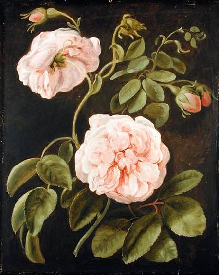 Flower Study od Joh. Friedrich August Tischbein