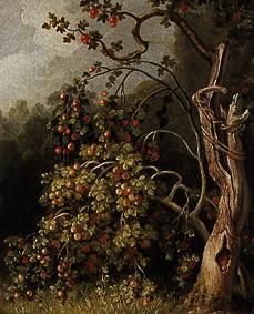 Apple tree. od Joh. Heinrich Wilhelm Tischbein
