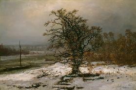 Oak Tree by the Elbe in Winter