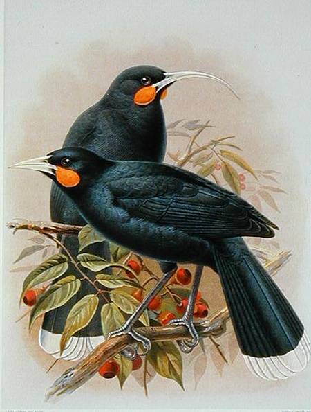 Huia, illustration from 'A History of the Birds of New Zealand' by W.L. Buller od Johan Gerard Keulemans