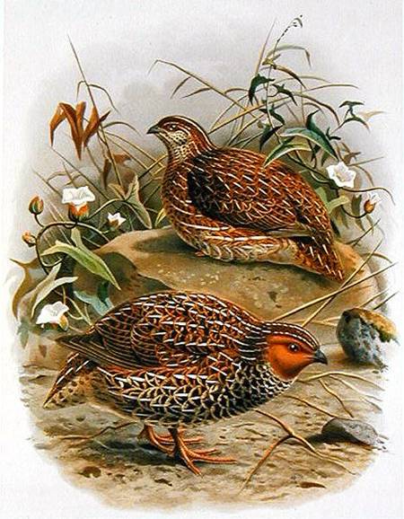 New Zealand Quail, illustration from 'A History of the Birds of New Zealand' by W.L. Buller od Johan Gerard Keulemans