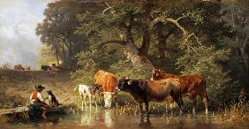 Cattle watering at a woodland pond