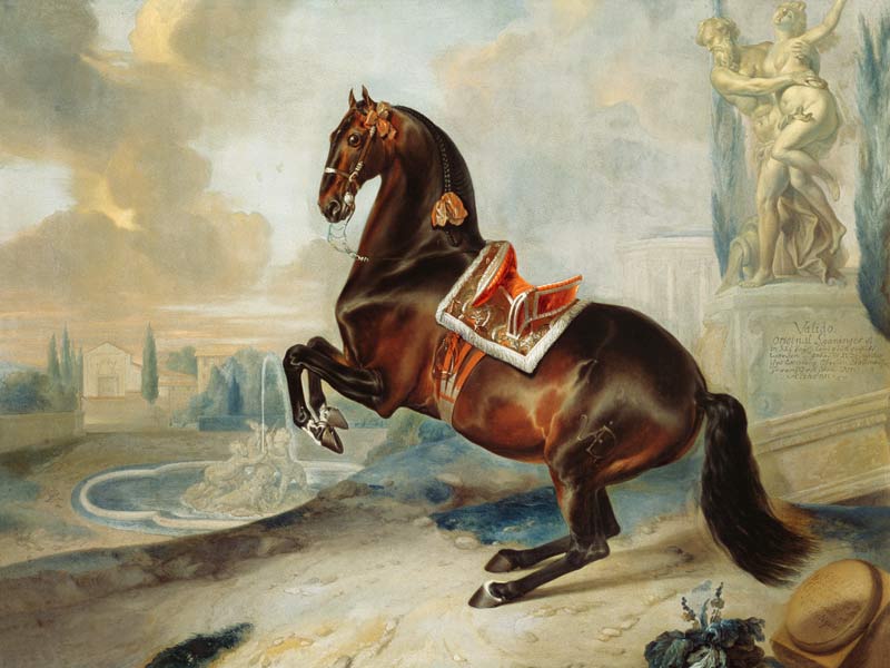 The dark bay horse 'Valido' performing a Levade movement od Johann Georg Hamilton