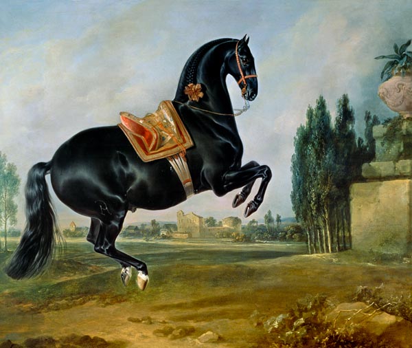 A black horse performing the Courbette, or Croupade od Johann Georg Hamilton