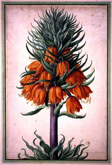 Fritillaria imperialis (crown imperial) plate 25 from the Nassau Florilegium od Johann Jakob Walther