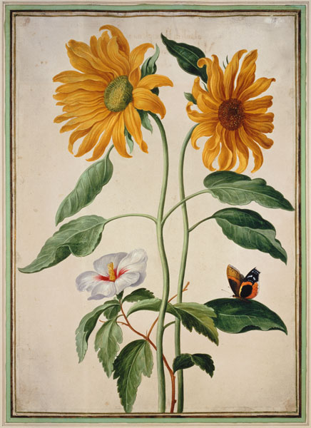 Sunflowers plate 18 from the Nassau Florilegium  on od Johann Jakob Walther