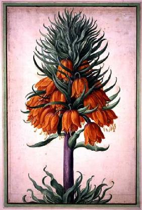 Fritillaria imperialis (crown imperial) plate 25 from the Nassau Florilegium