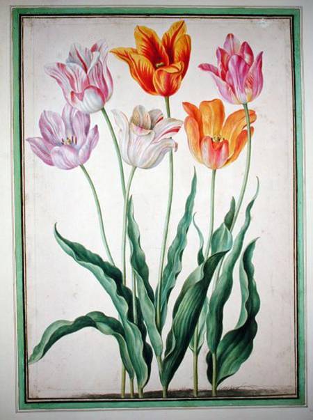 Tulips, from the 'Nassau Florilegium'  on od Johann Jakob Walther