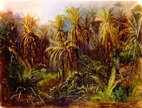 The palm woods at Manzanillo. od Johann Moritz Rugendas