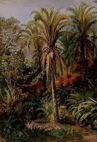 Tropical vegetation od Johann Moritz Rugendas