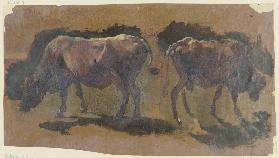 Two cows in Albano