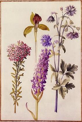 Heath rose, Aronstab, wild orchid and aquilegia