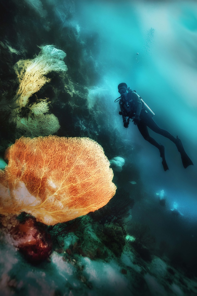 Underwater Beauty od Johannes Oei
