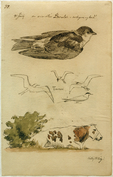 Schwalbe, Seeschwalben, liegende Kuh od Johan Thomas Lundbye
