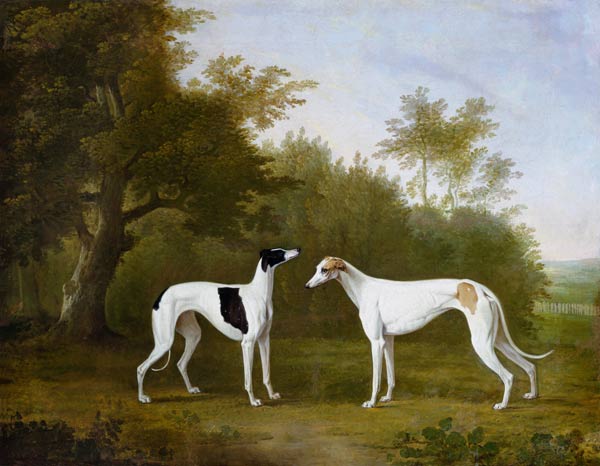Two Greyhounds in a wooded landscape. od John Boultbee