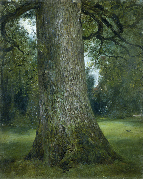 Study of the Trunk of an Elm Tree od John Constable