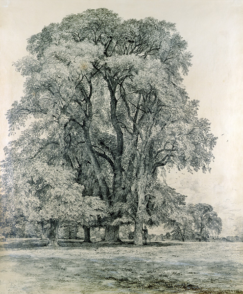 Elm trees in Old Hall Park, East Bergholt od John Constable