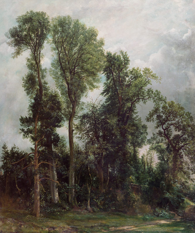 Trees at Hampstead od John Constable