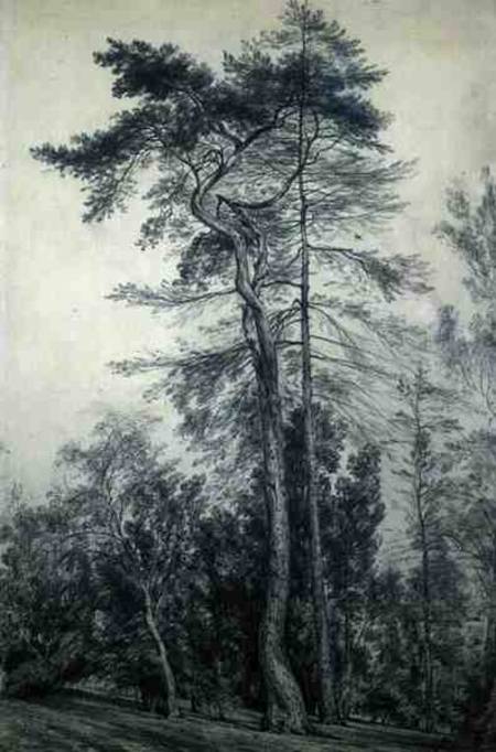 Fir Trees od John Constable