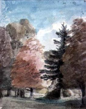 Study of Trees in a Park