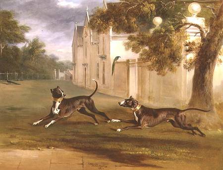 The Earl of Brownlow's two Bull Terriers, 'Nelson' and 'Argo' od John E. Ferneley d.J.