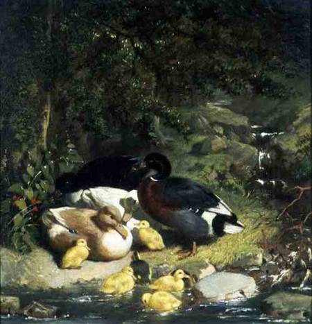Ducks and Ducklings od John Frederick Herring d.Ä.