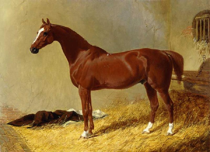 Ein rotbraunes Rennpferd in einem Stall od John Frederick Herring d.Ä.