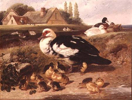 Ducks and Ducklings od John Frederick Herring d.J.