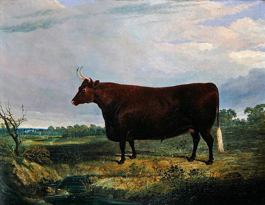 Portrait of a Brown Bull, 1831 (oil on canvas) od John Frederick Herring Snr