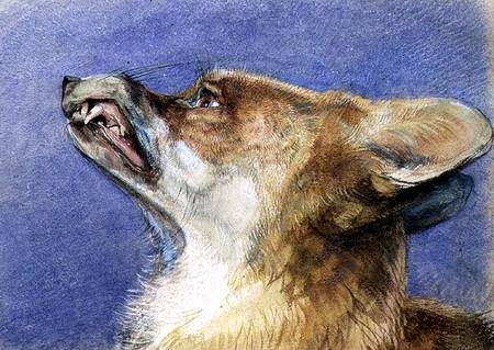 Head of a Fox od John Frederick Lewis