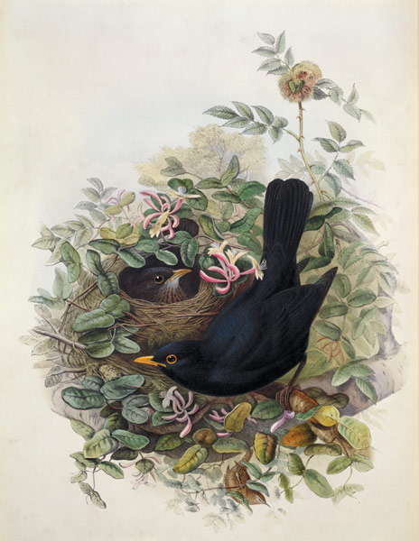 Blackbird, 1873 (pencil, w/c on od John Gould