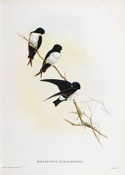 Delichon nipalensis od John Gould